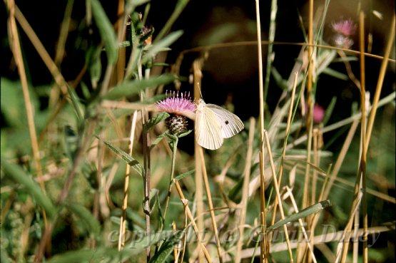 Butterfly, near road out from Abermaw towards Harlech, Gwynedd, Wales.jpg